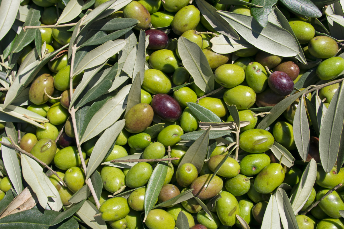 Previsión de la campaña de aceite 2025/26: datos oficiales de la Junta de Andalucía